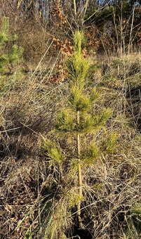 Sibírsky Céder / Pinus Sibirica sadenice - 7