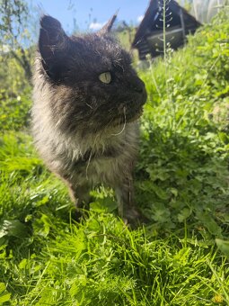 Maine Coon na krytie - 7