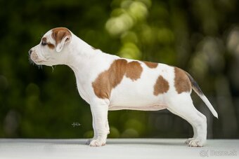 AMERICKÝ STAFORDSHIRSKY TERRIER - 7