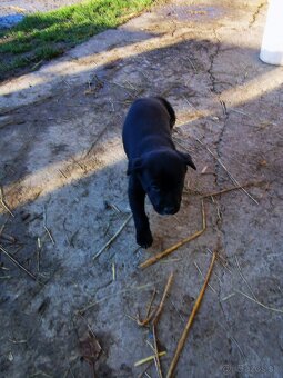 Labrador štaniatka - 7