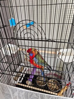 Samec rozela penant - 7