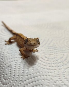 Pagekon Riasnaty - 7