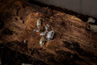 Isopody- Porcellio leavis - 7