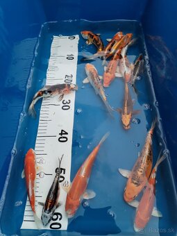 Koi kapre Jeseter - 7