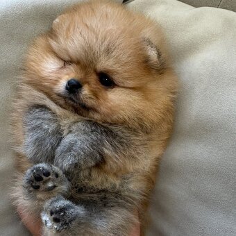 Pomeranian - 7