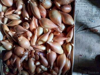 Domáci petržlen , cibula , jablká a sudova kapusta. - 7