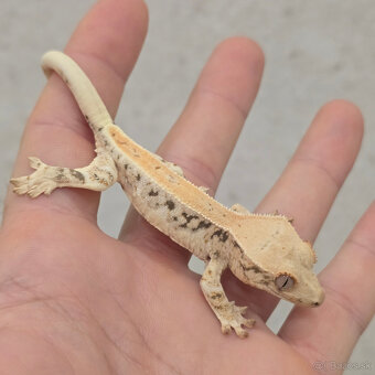 Pagekon riasnaty - C. ciliatus z vlastneho odchovu od 30€ - 7