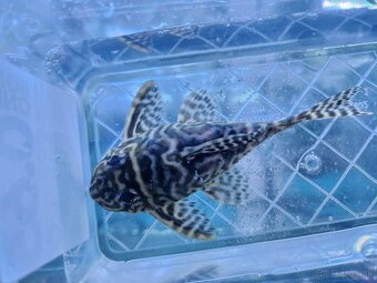 Pleco - 7
