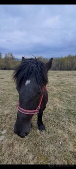 Predám ťažnú kobylu - 7
