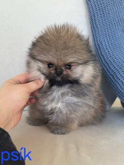 Pomeranian mini - 7
