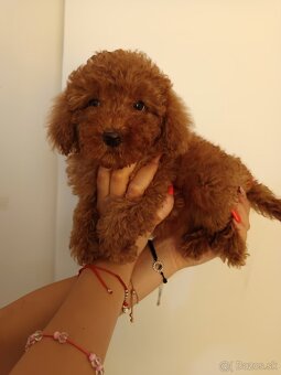 Toy Pudel - 7