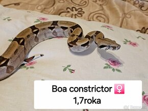 Python Regius a Boa Constrictor - 7