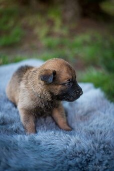 Belgický ovčiak Malinois - 7