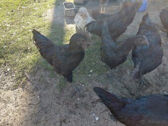Ayam Cemani - 7