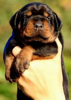 Doberman šteniatka na predaj - 7