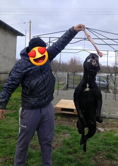 Cane corso šteniatka - 7