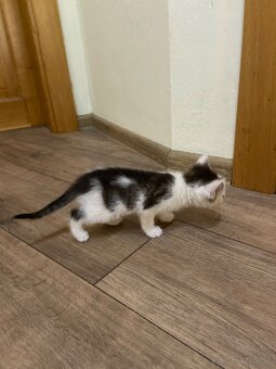 Kocúrikovia hľadajú nový domov - darujem🐾 - 7