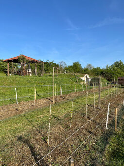 Jedinečná Vinná pivnica s viničom Lozorno - 7