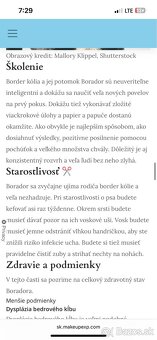 Borador šteniatko - 7