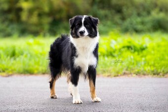 Sam Mini Cofi Capito - chovný pes miniaturní americký ovčák - 7