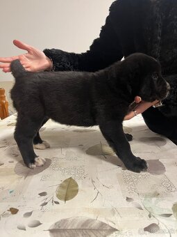 Stredoázijský ovčiak SAO - 7