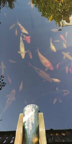 Koi kapor - ✅Koi kapre✅ - 7