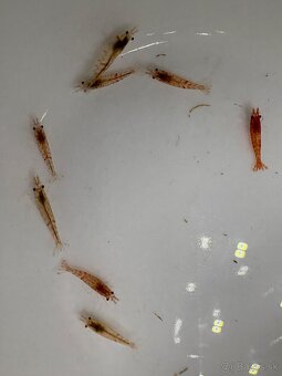 Gupky, molly, krevety - 7