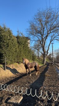 Pripúšťanie plemennými žrebcami - 7