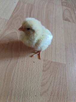 Nosnice Leghorn, sliepky, kury, kuriatka, kurčatá - 7