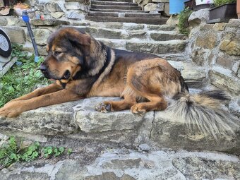 Tibetska doga šteniatka s PP - 7