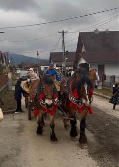 Ťažná/chladnokrvná kobyla - 7