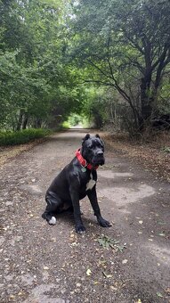 Cane corso - 7