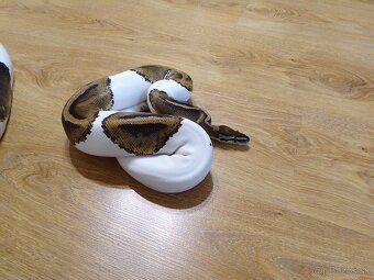 Python regius piebald - dve dospelé samice - 7