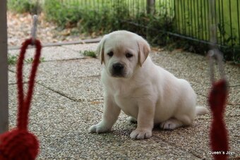 Labrador retriever žlté šteniatka s PP - 7