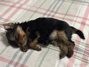 Yorkshirsky terier s PP - 7