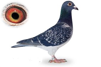 Poštové holuby - 7