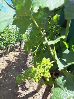 Predáme vinicu s chatkou pri Podhájskej - 7