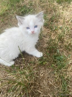 Ragdoll mačiatka bez PP - 7