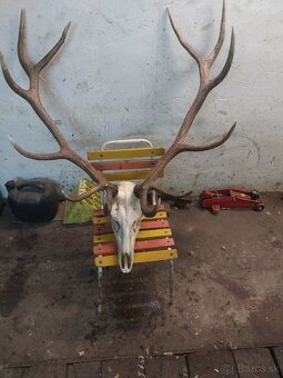 Trofeje na predaj - 7