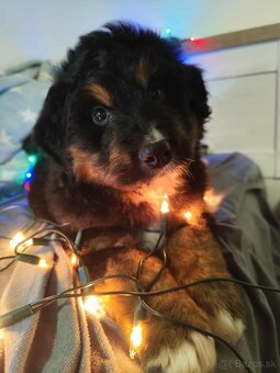 Bernský salašnícky - 7