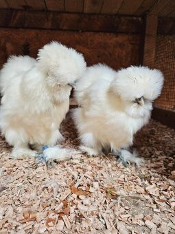 Nasadove vaj.araucana lavender,araucana,hodvabnicka usa - 7