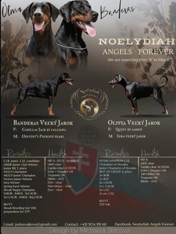 Doberman s PP FCI - 7