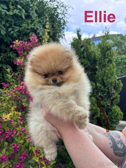 Pomeranian FCI - 7