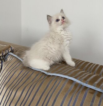 Ragdoll bez pp - 7