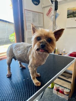 Yorkshire terrier - 7