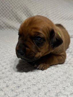 Rhodesian Ridgeback s preukazom pôvodu - 7