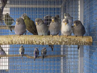 Blackface andulka - 7