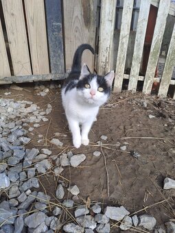 Darujem mačiatka - 7