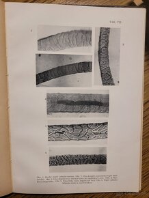 Štúdium vlny a kožušín slovenských oviec 1924 - 7