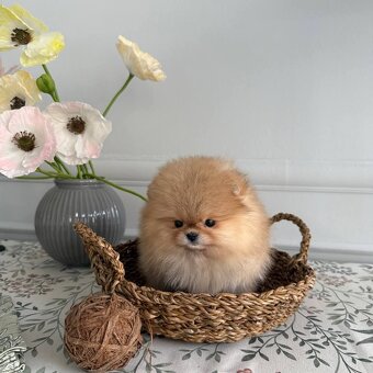 Pomeranian mini - 7